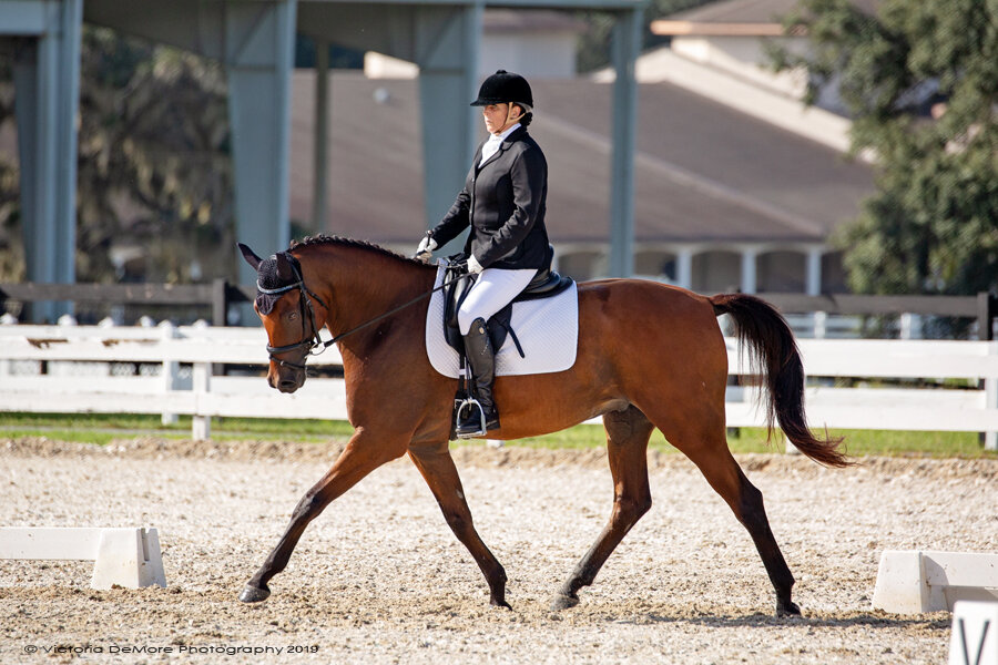 RUBINHEIR - GERMAN OLDENBURG PREMIUM FOAL OF DISTINCTION FOR SALE BY RUBIGNON OUT OF IMPORTED WESTFALEN MARE BY POLONY