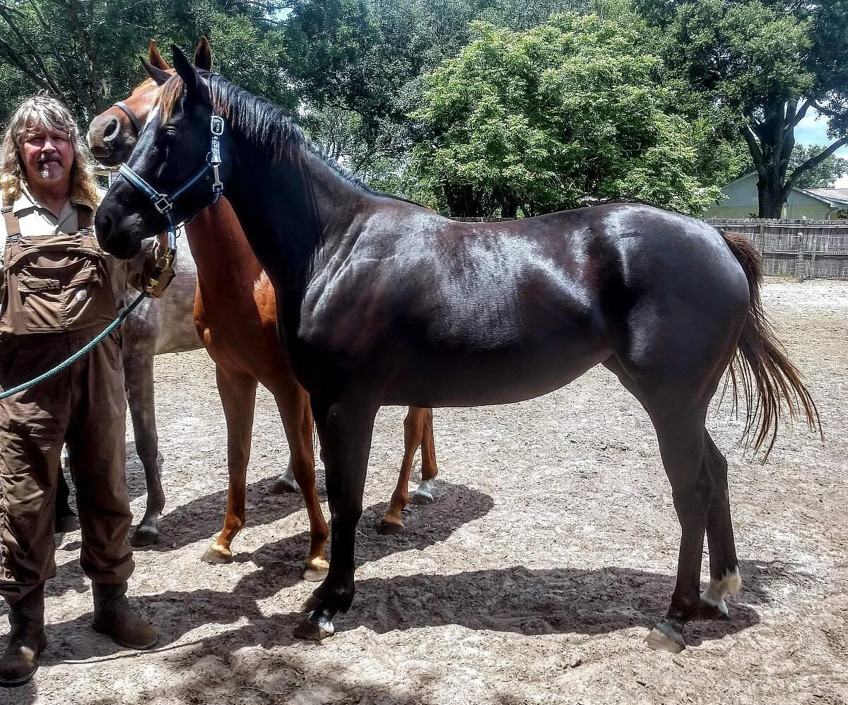 Stilleto Steppin – Thoroughbred by Steppin Honor out of City Pro by Fortunate