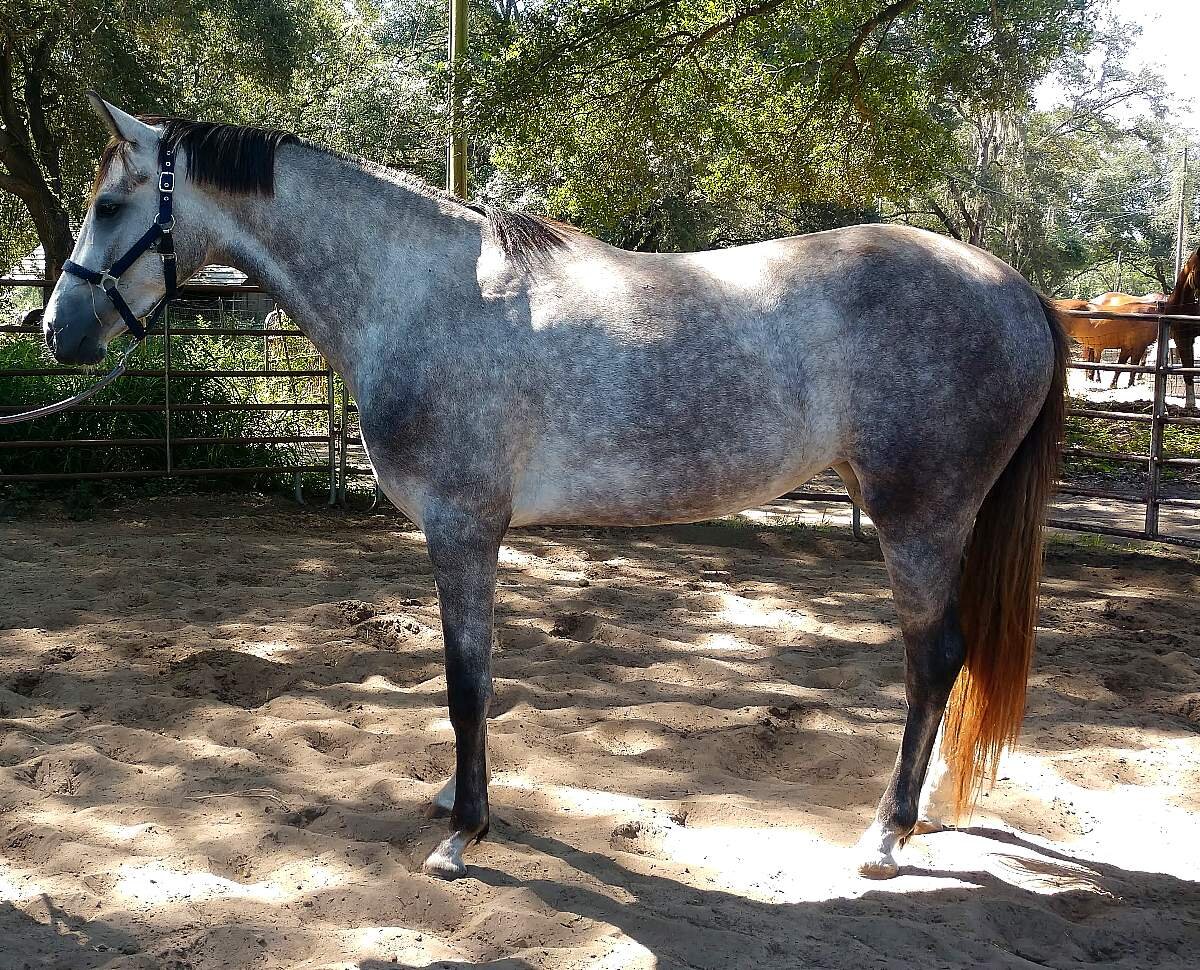 Zelina FLF – German Oldenburg Mare by Donnersohn