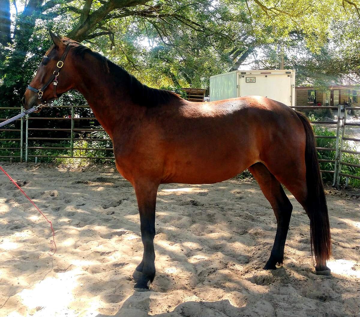 SOLD - Varnicus FLF – German Oldenburg Gelding by Vinca