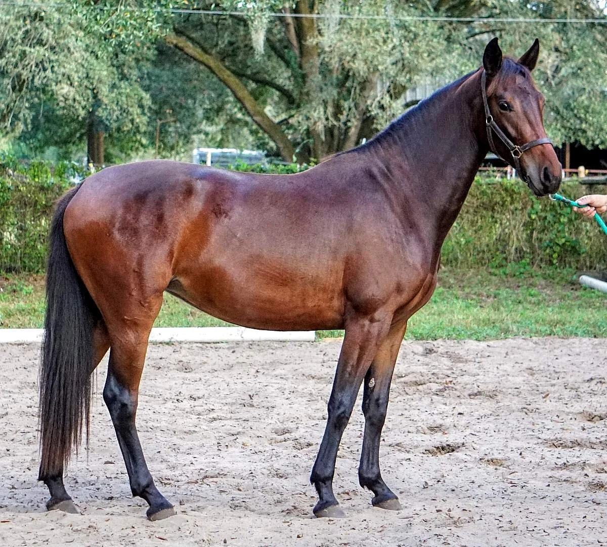 Make My Day FLF – American Warmblood Registry Mare by Le Andros