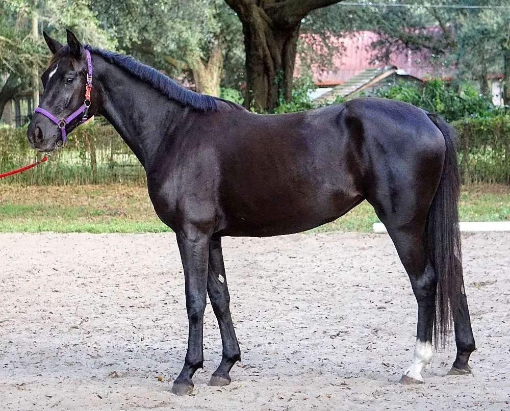 Bijoux Rubis FLF – German Oldenburg Mare by Rubignon