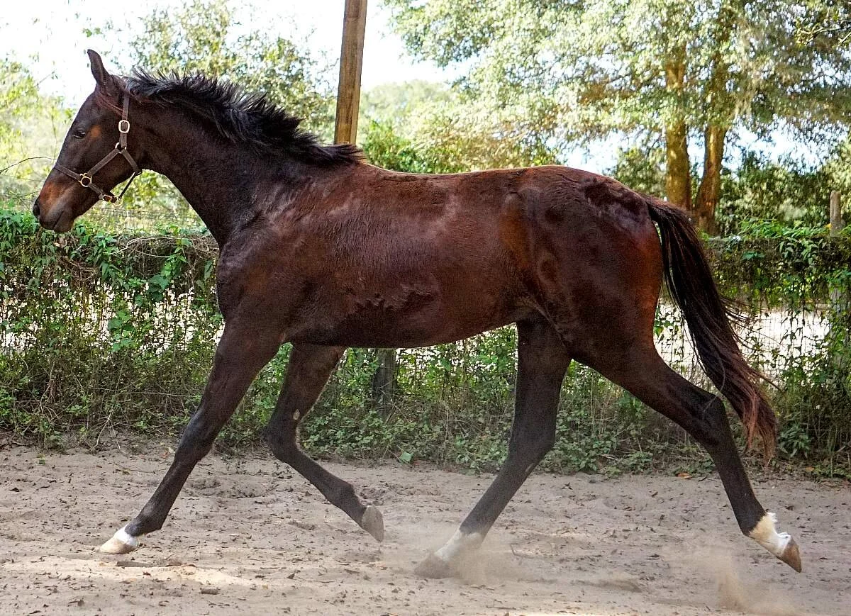 Spring Loaded FLF - 2019 gelding by Sonntagskind out of Zeja Vu