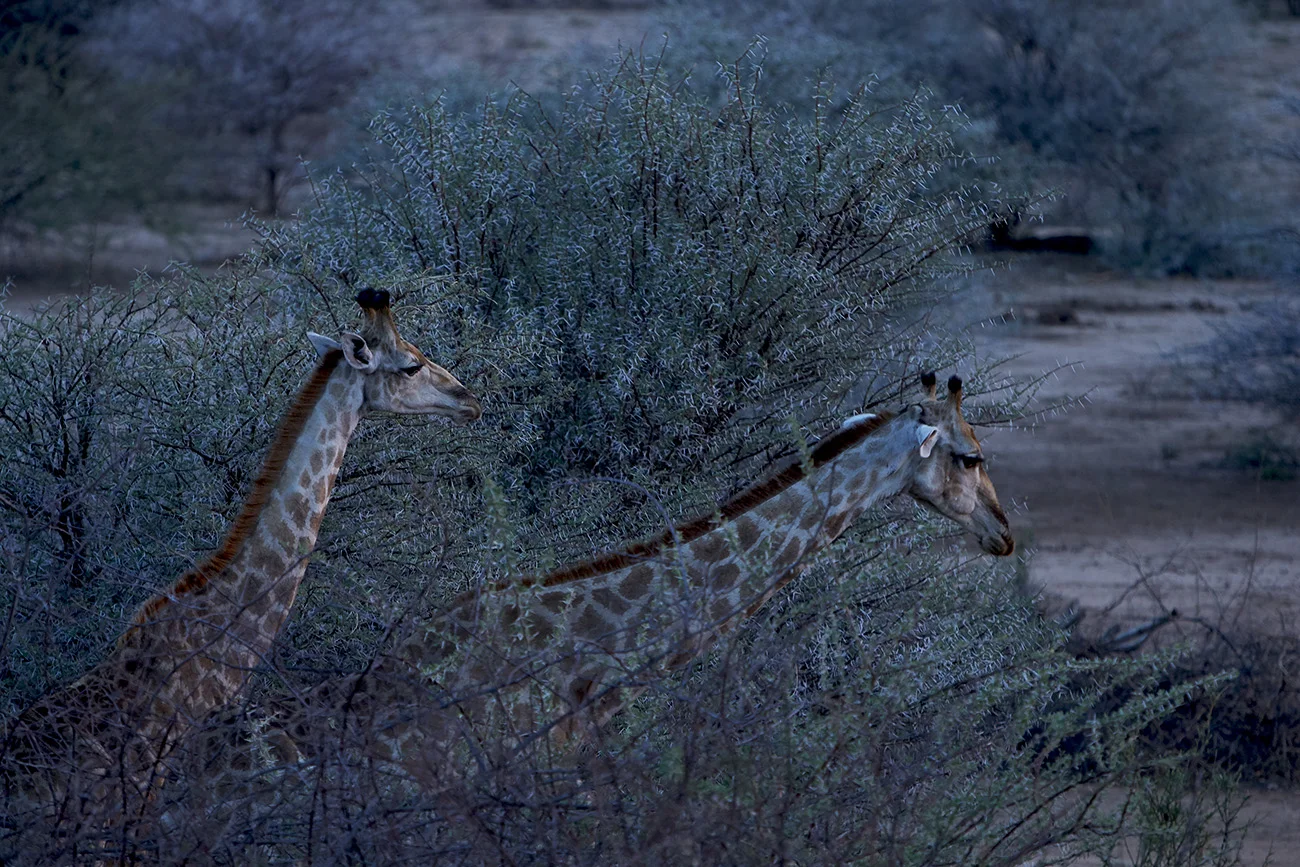Namib PN-C 23.jpg