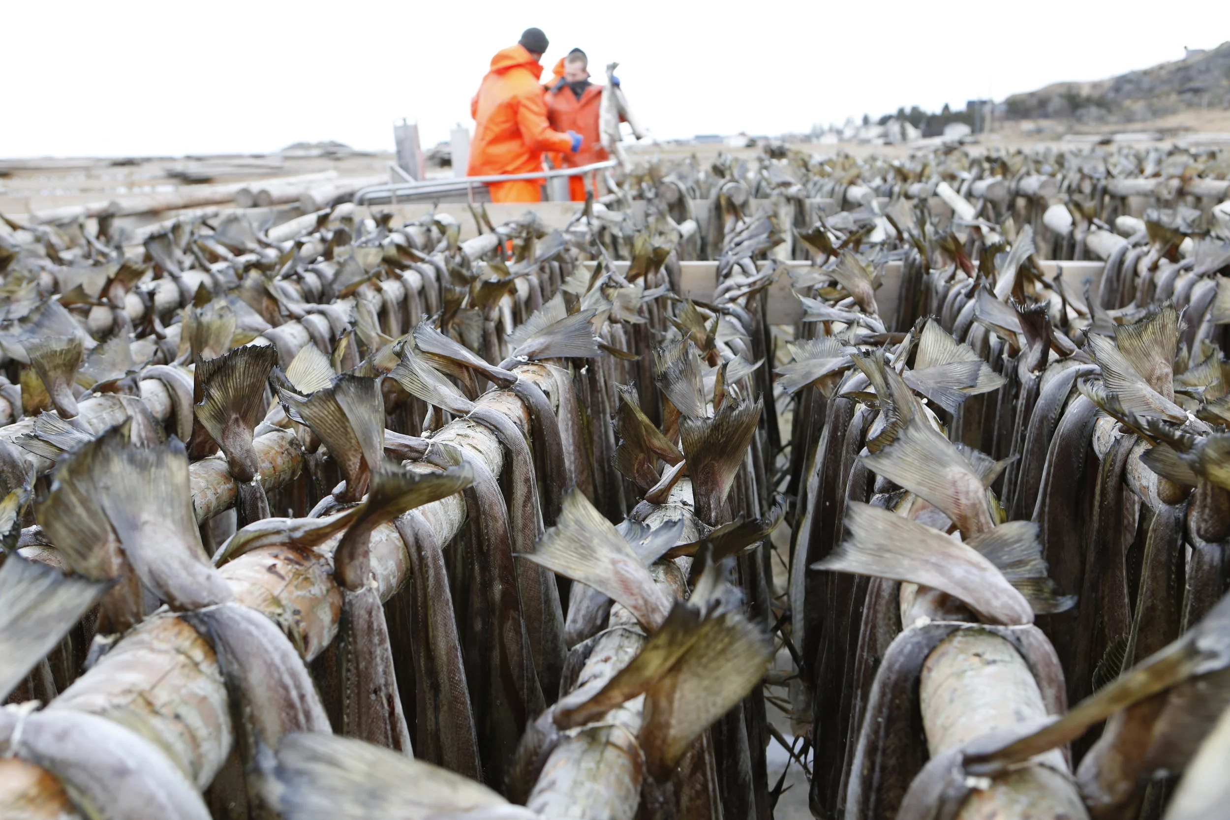 Traditional Dry Stockfish — Real Lofoten
