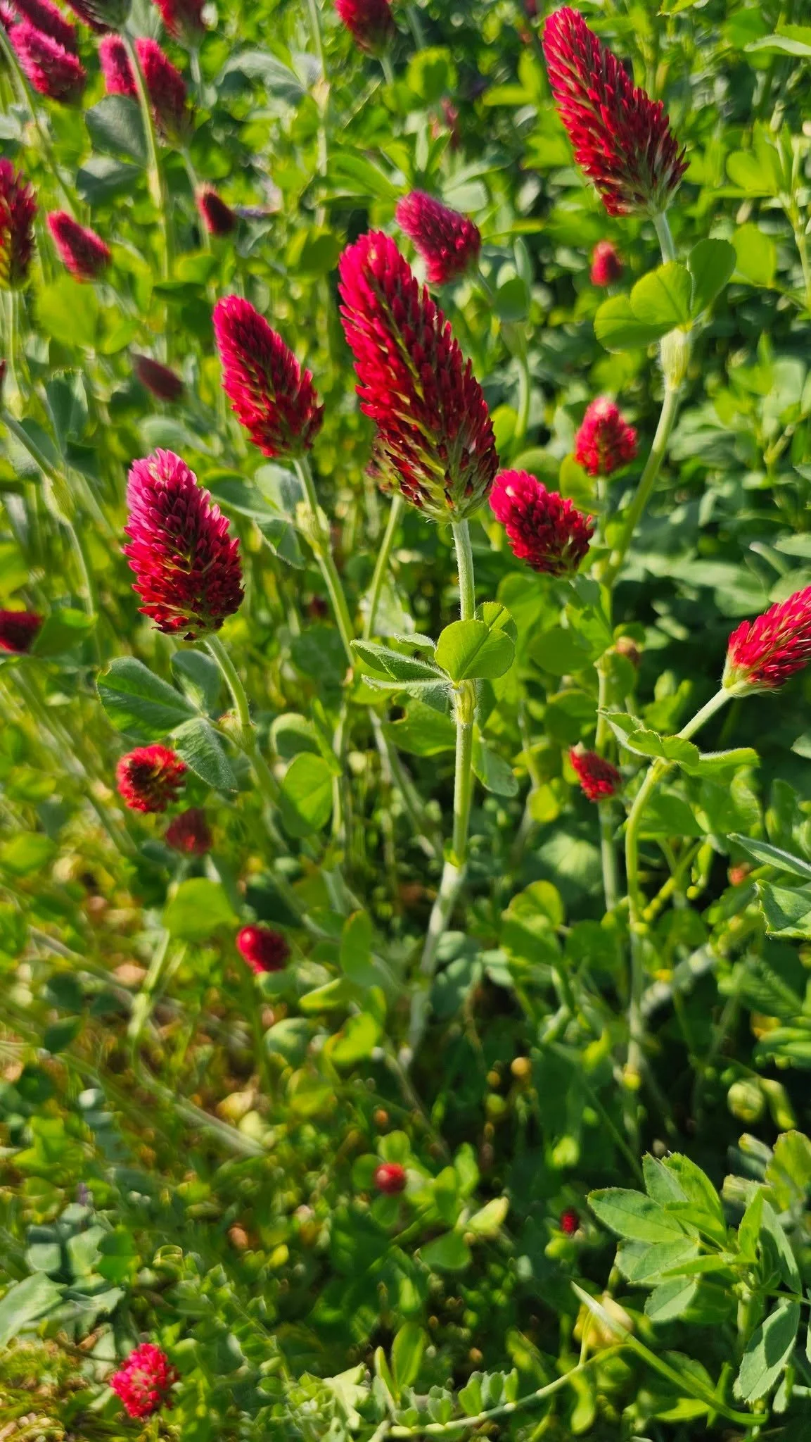 Red clover covering the Suffolk countryside 

#7miles