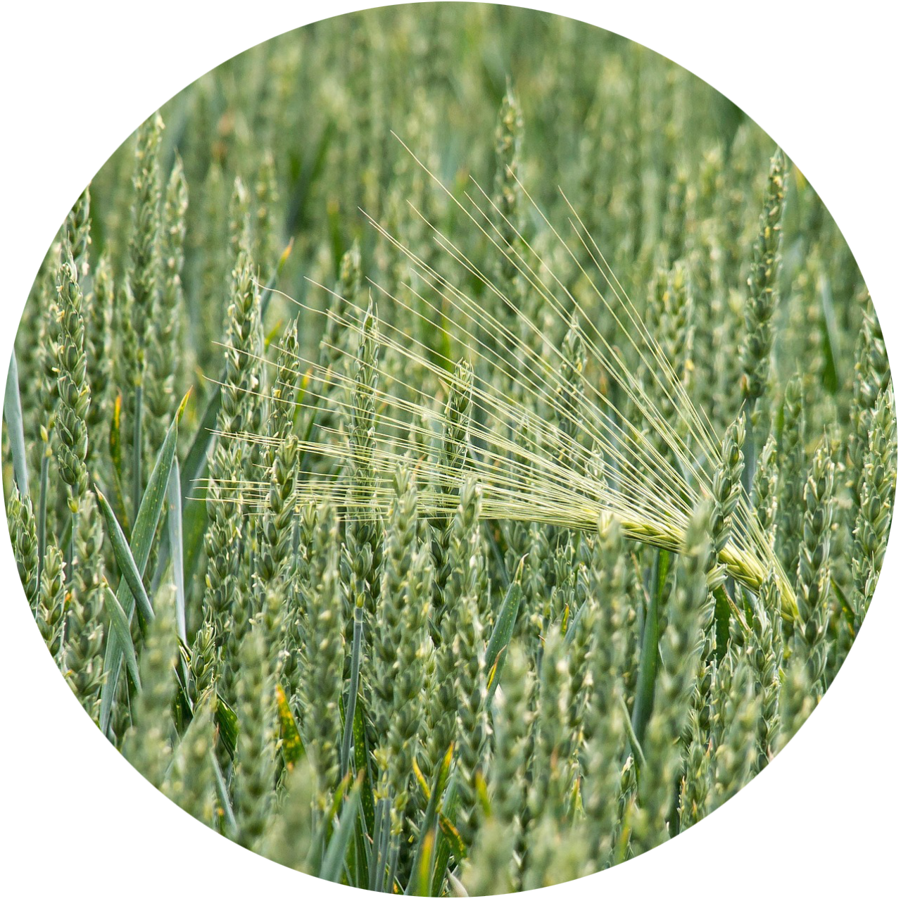 wheat-circle.png
