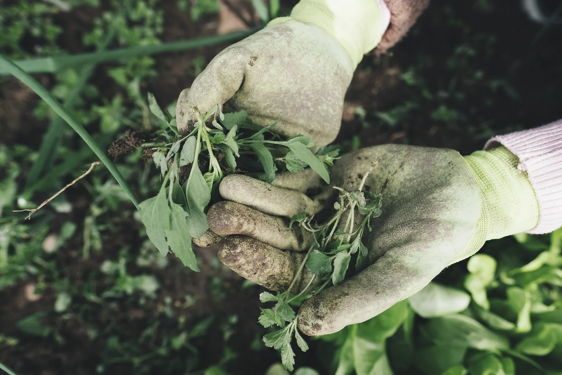 gardening-2518377_1920 (1).jpg