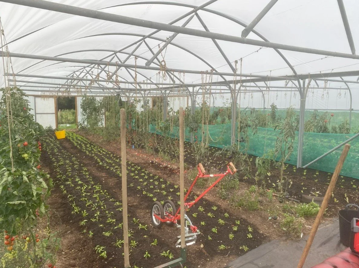 Tilia Market Garden building connections through food across Norfolk