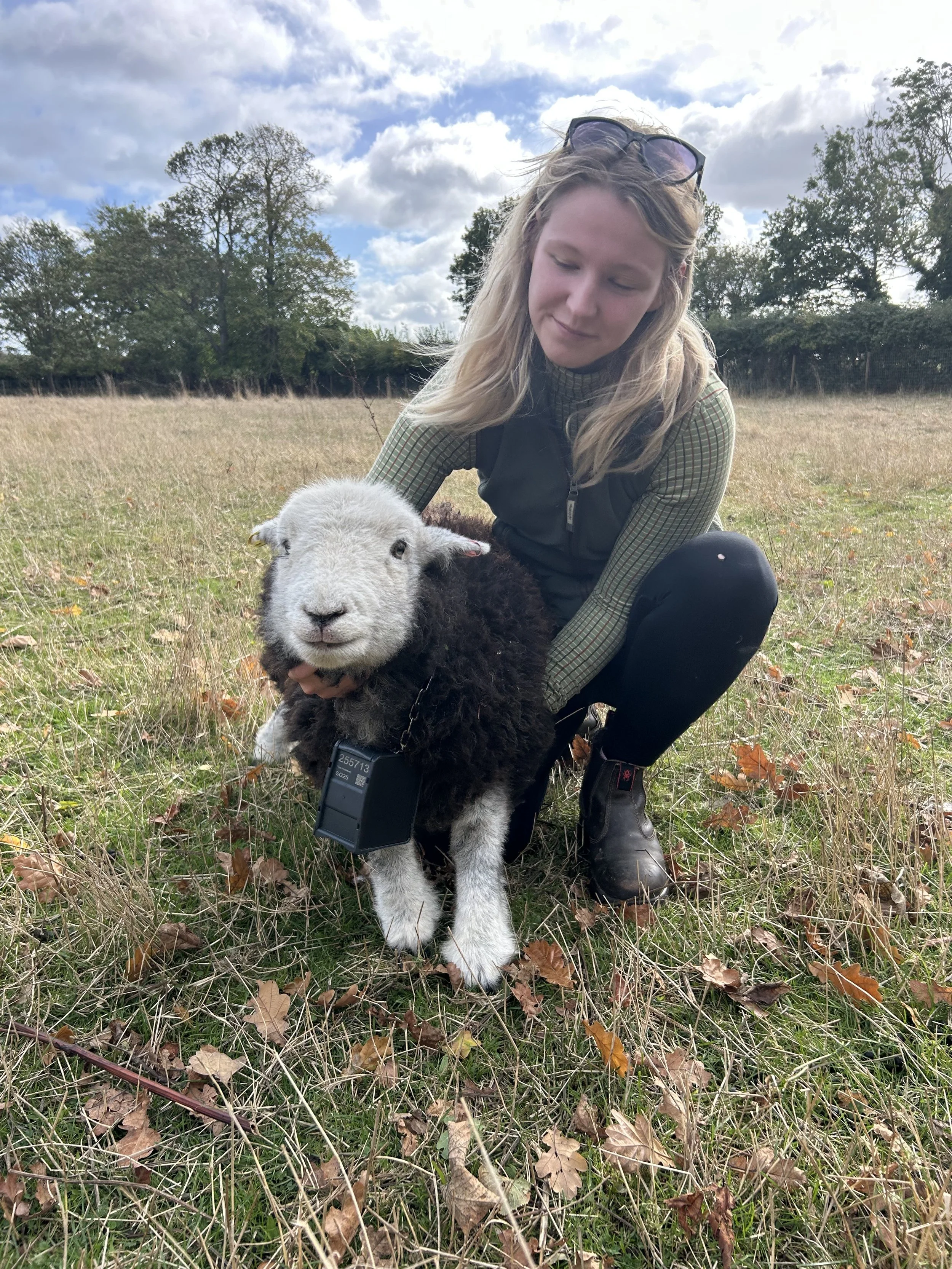Rowan’s Conservation Grazing Project