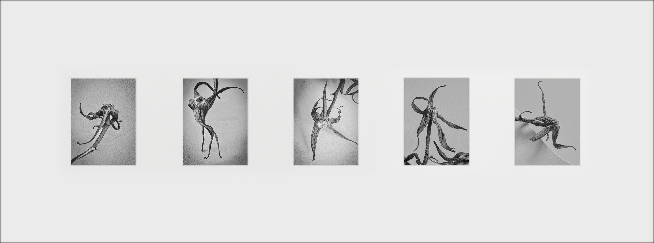 Life Still, 2022 Still-life photography. Signed limited edition fine art print on archival Paper, 26.7 × 72 cm. Exhibited in 2022 Annual Open , Royal Cambrian Academy of Art, United Kingdom