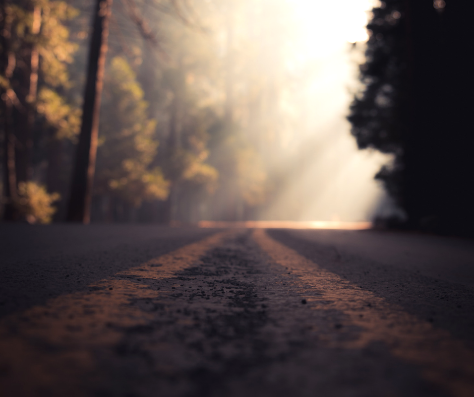 reflective path in the forest.png