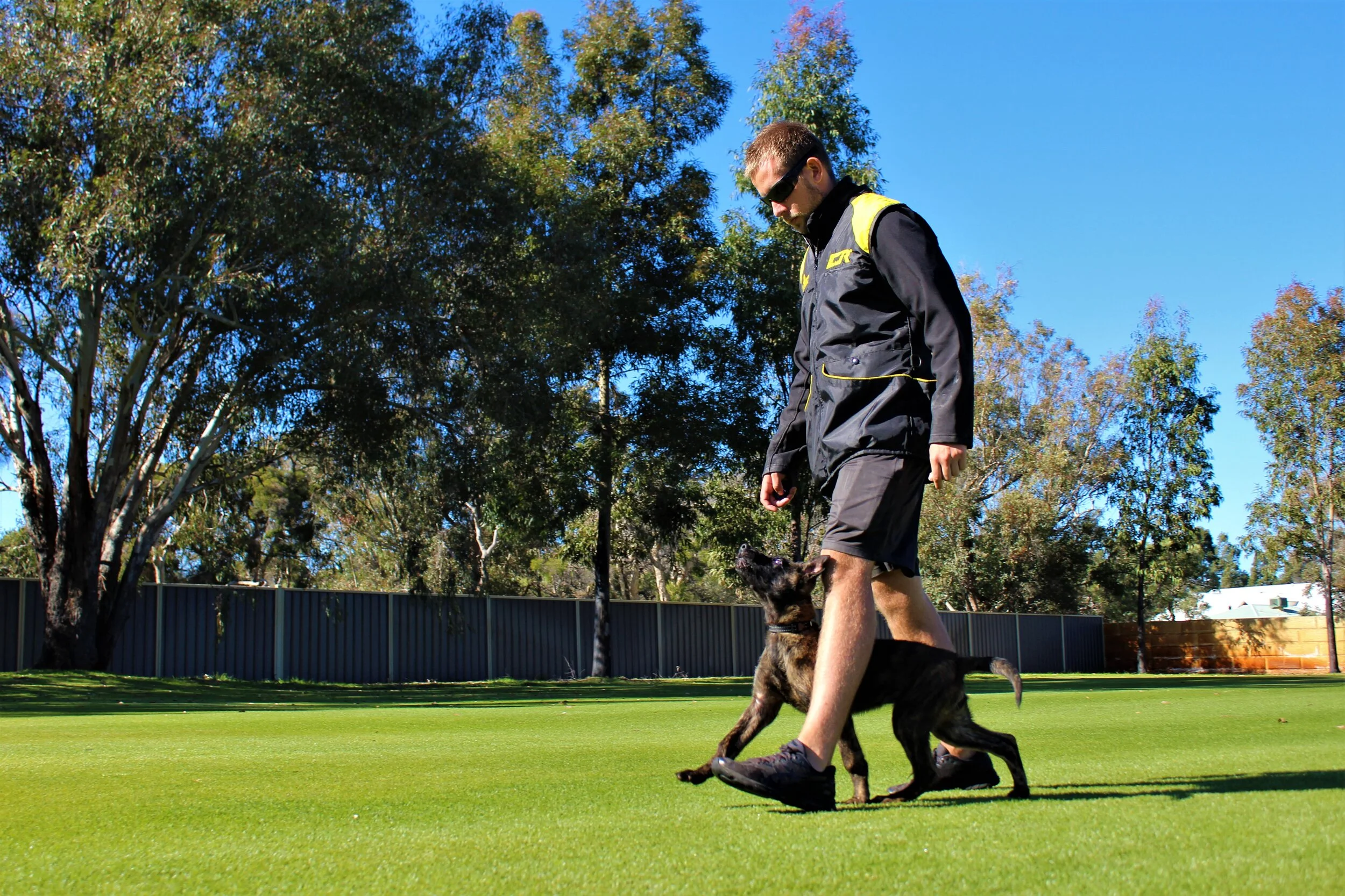 Precision K9 Training