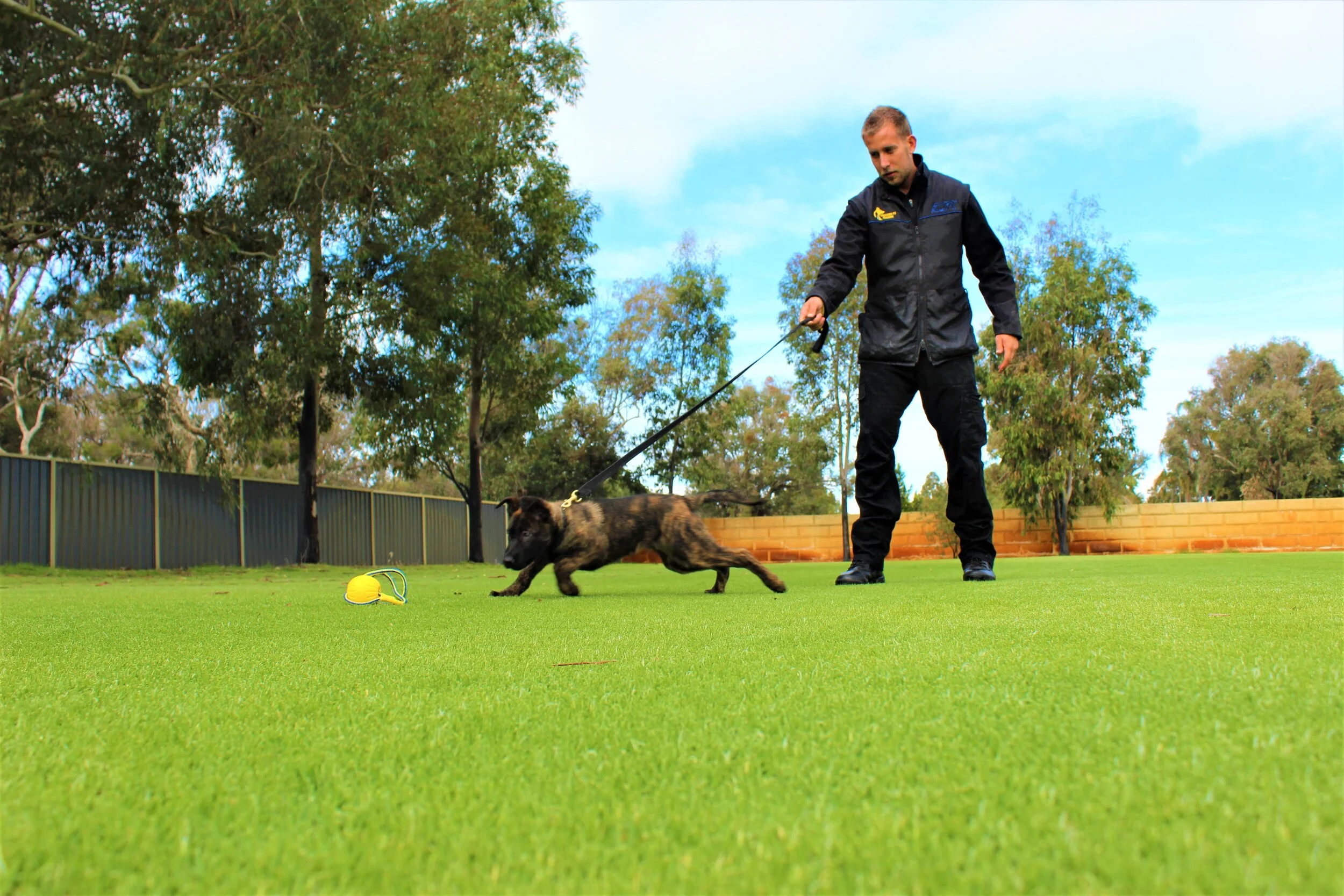 Precision K9 Training