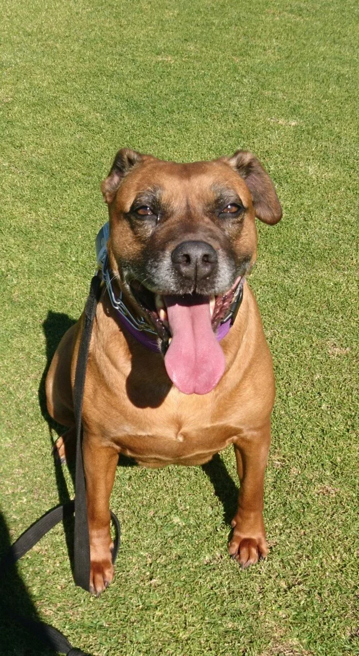 precision dog training