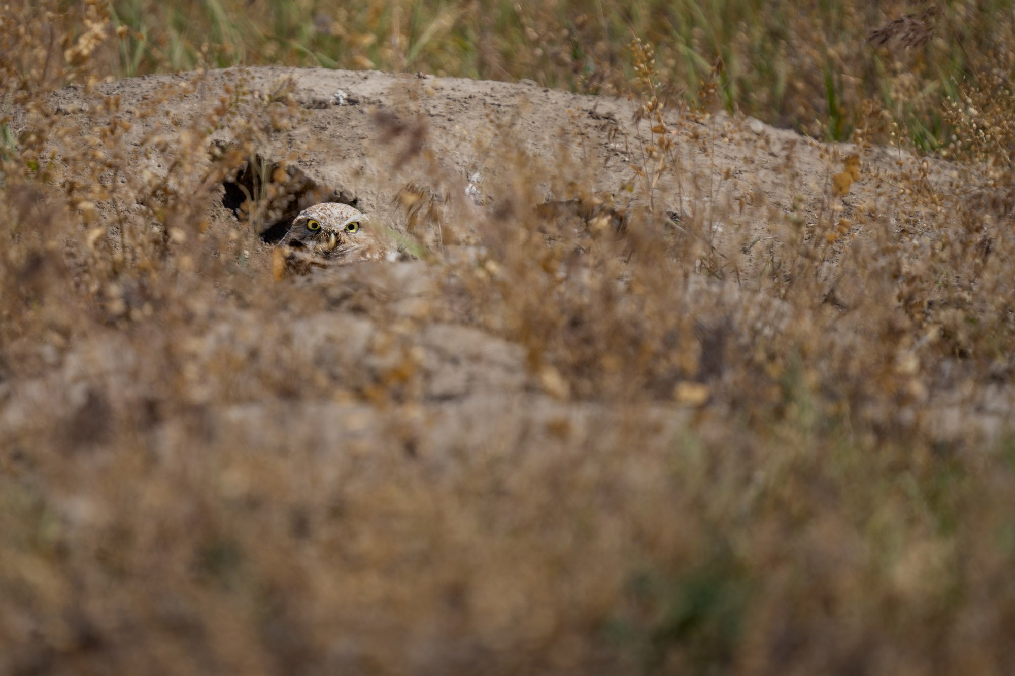 SCD03746-Enhanced-NR.jpg