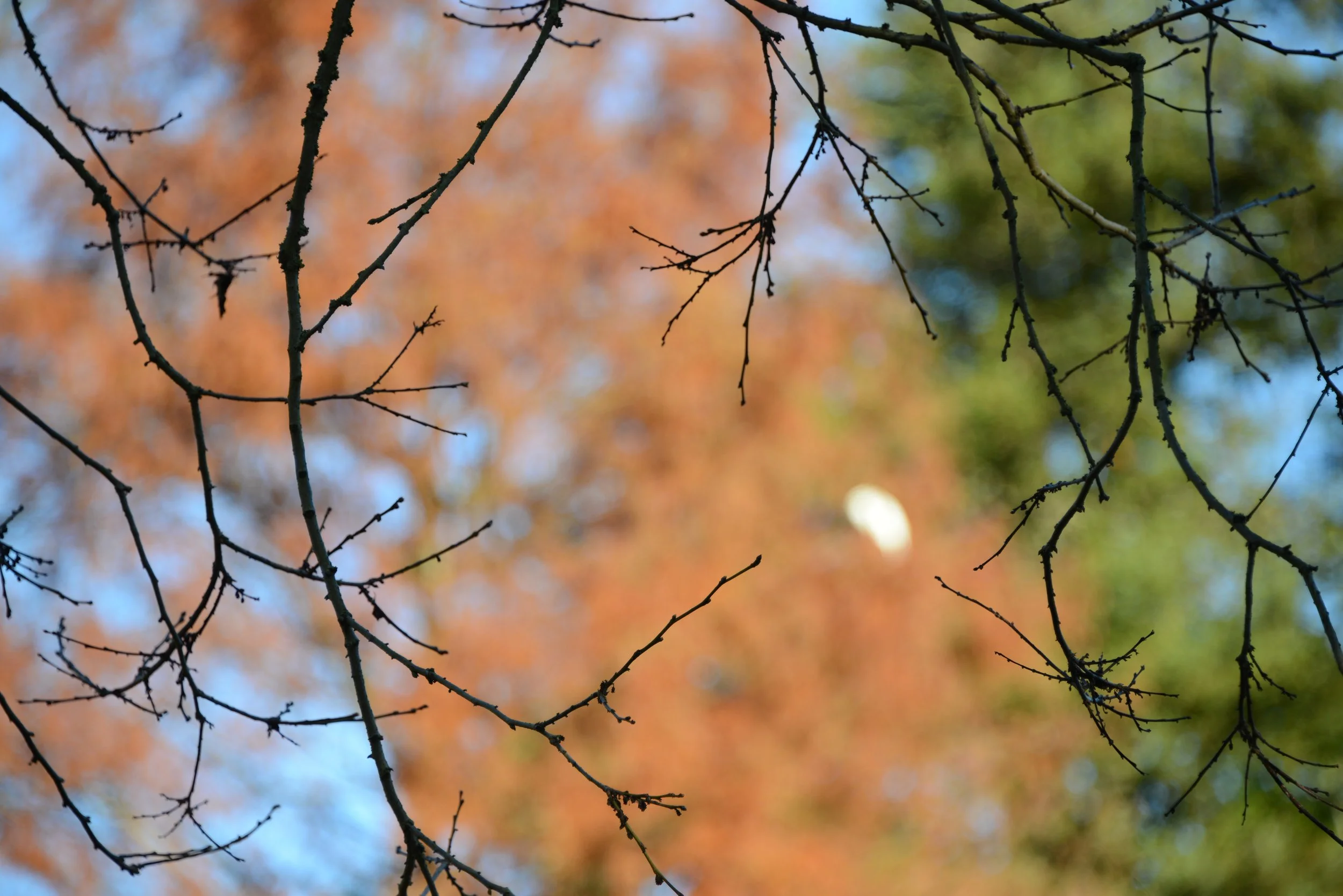 DSC_3116.jpg