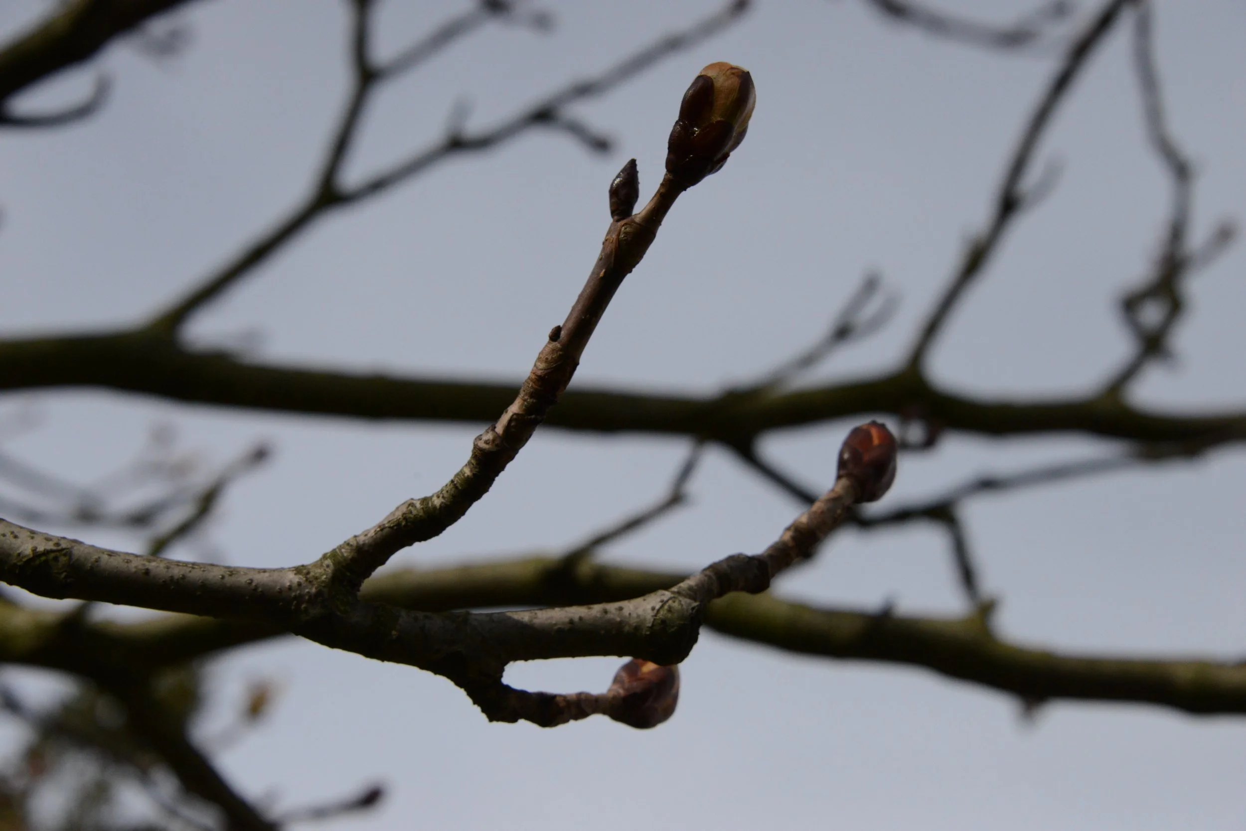 DSC_3769.jpg