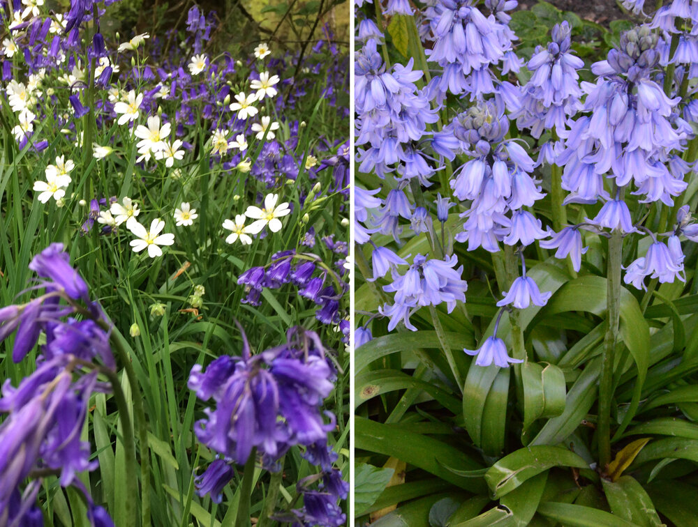 Bluebells what symbolize do Meaning of