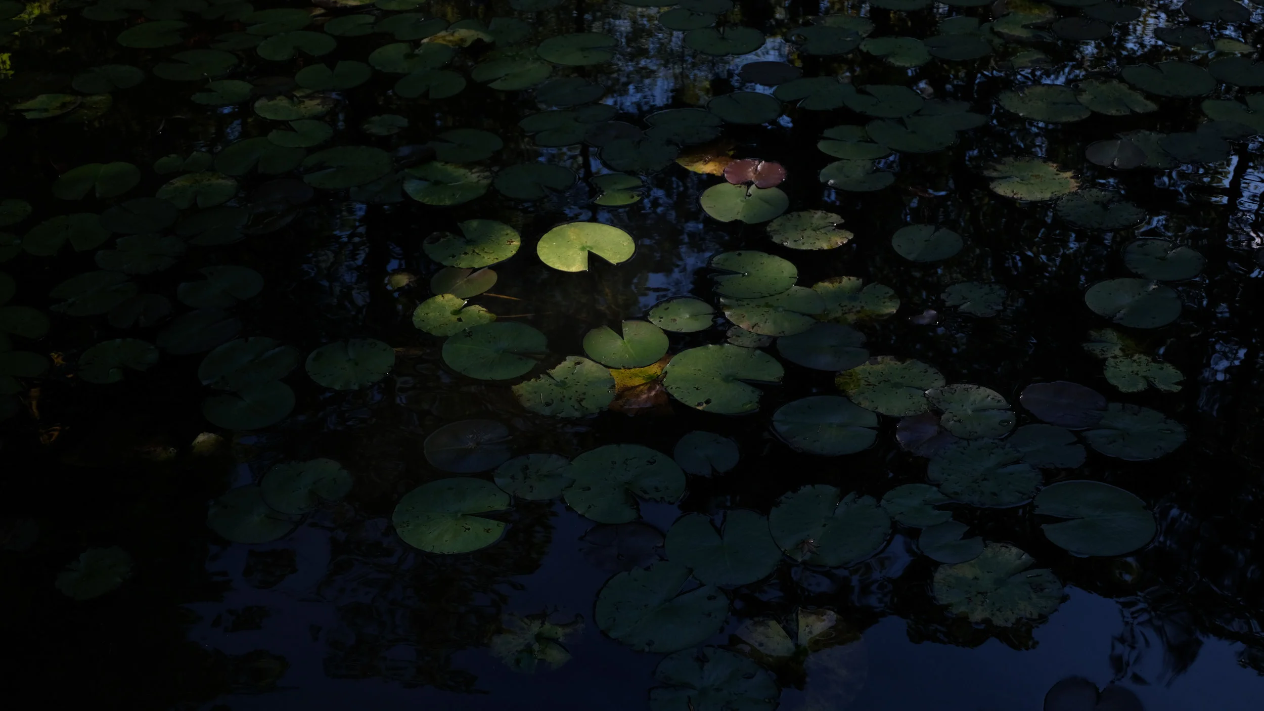 DSCF7242.jpg