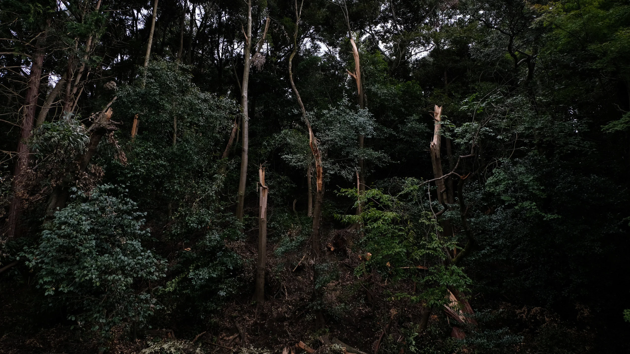 DSCF7029.jpg