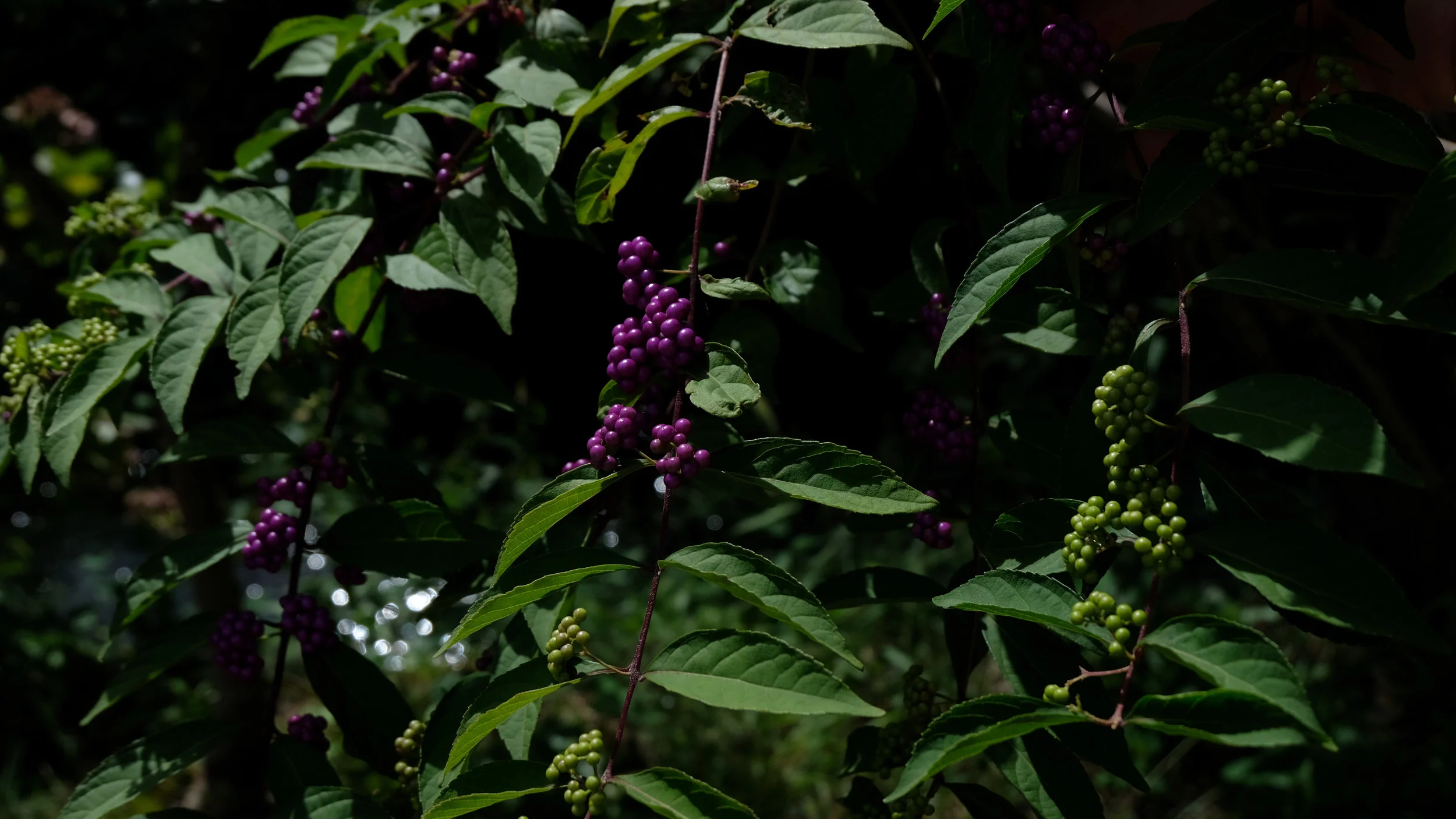 DSCF7015.jpg