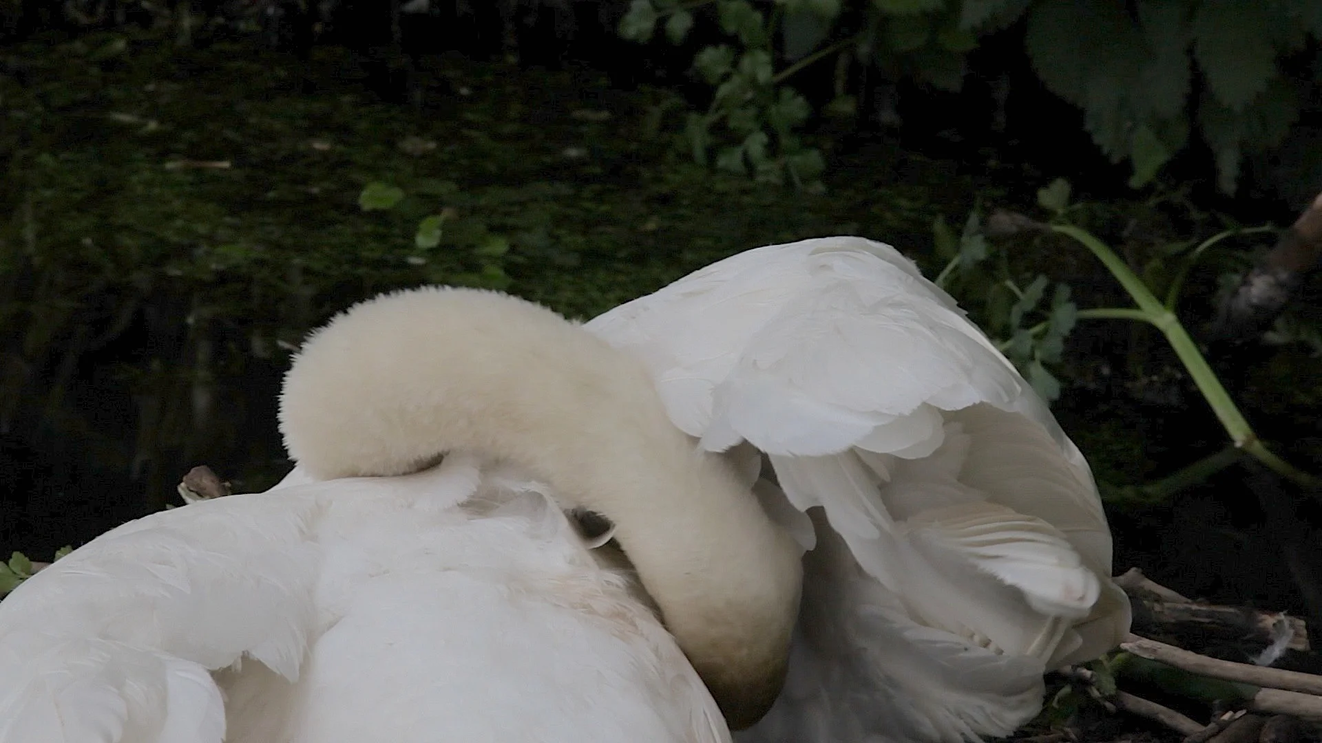 mute swan.jpg