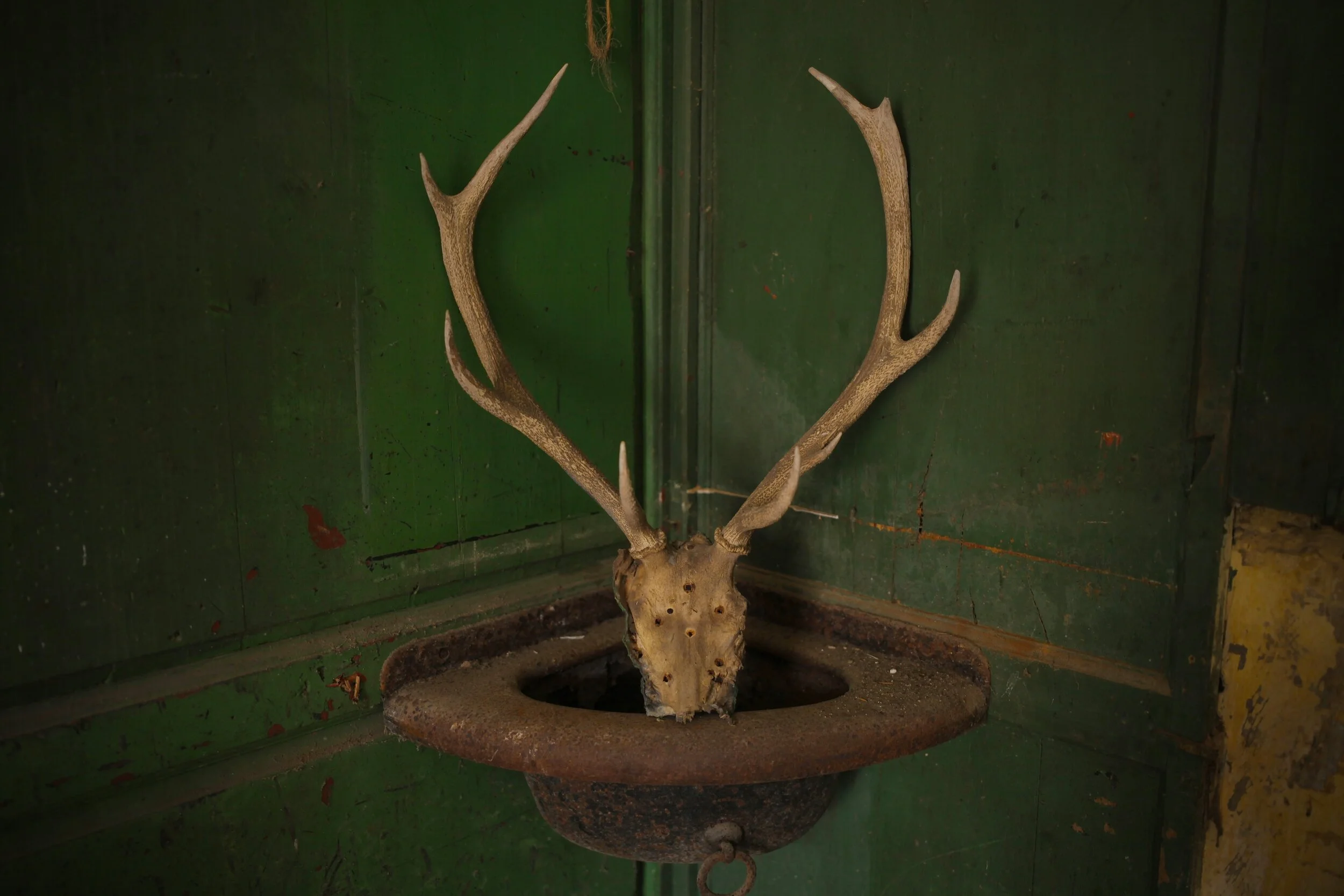 head 1.JPG