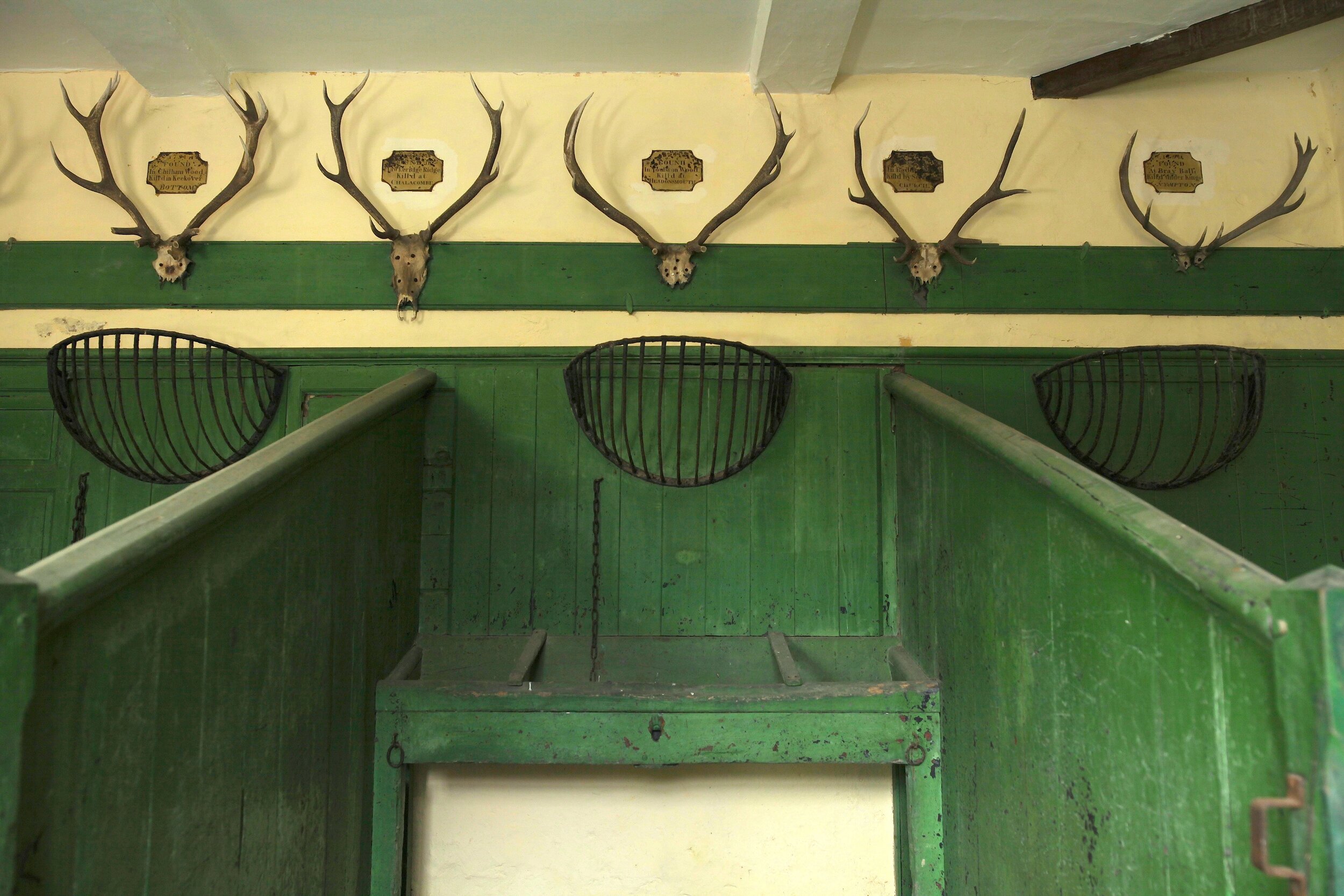 front facing skulls.JPG