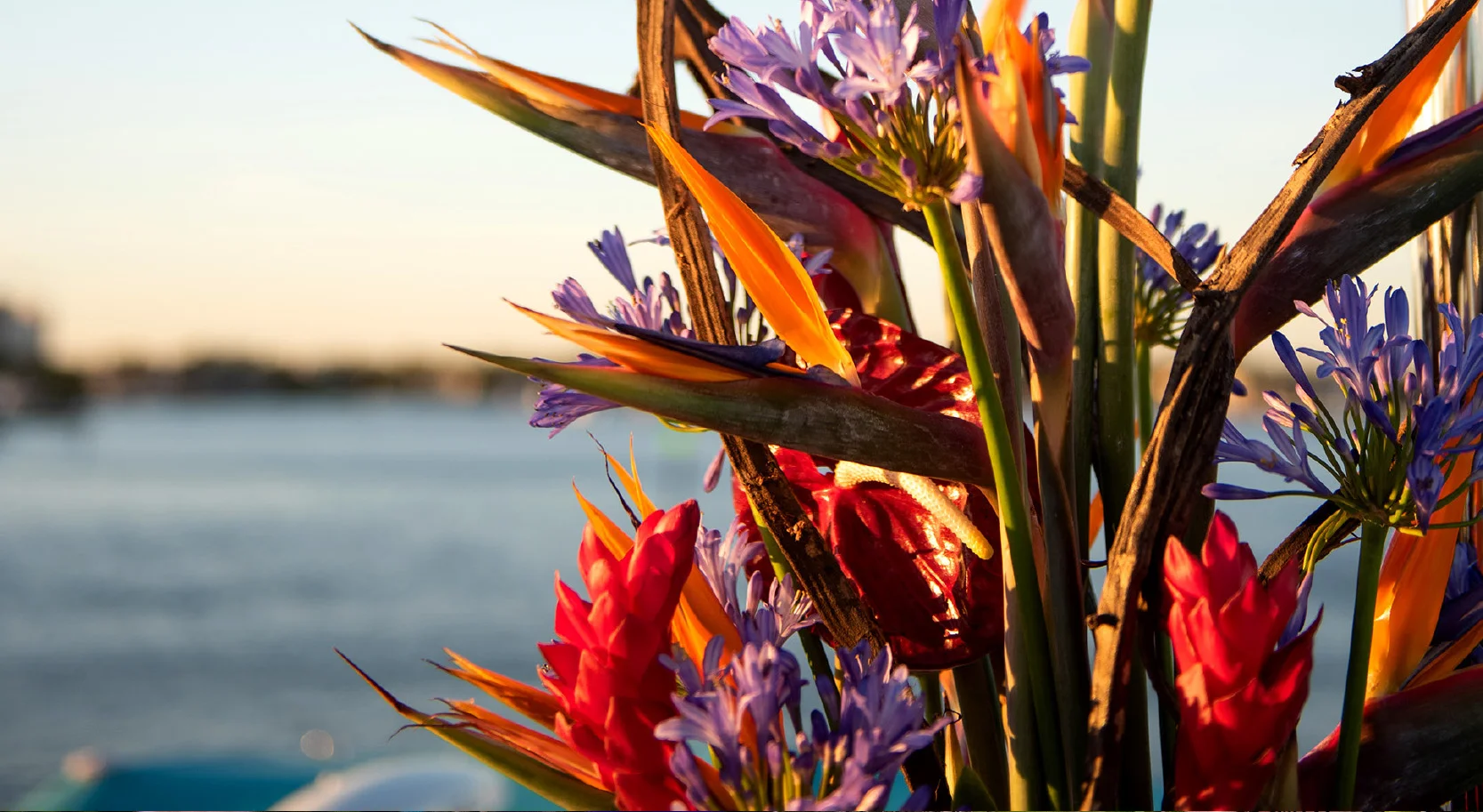 Dianthus-Yacht-Flowers-Sweet-Escape-Contact.jpg