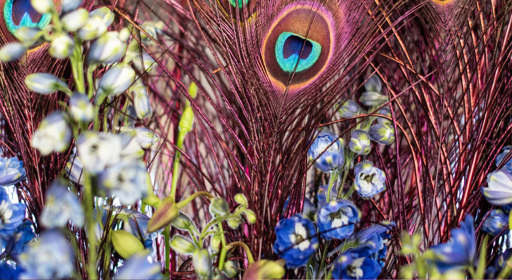 Dianthus-Yacht-Flowers-Peacock.jpg