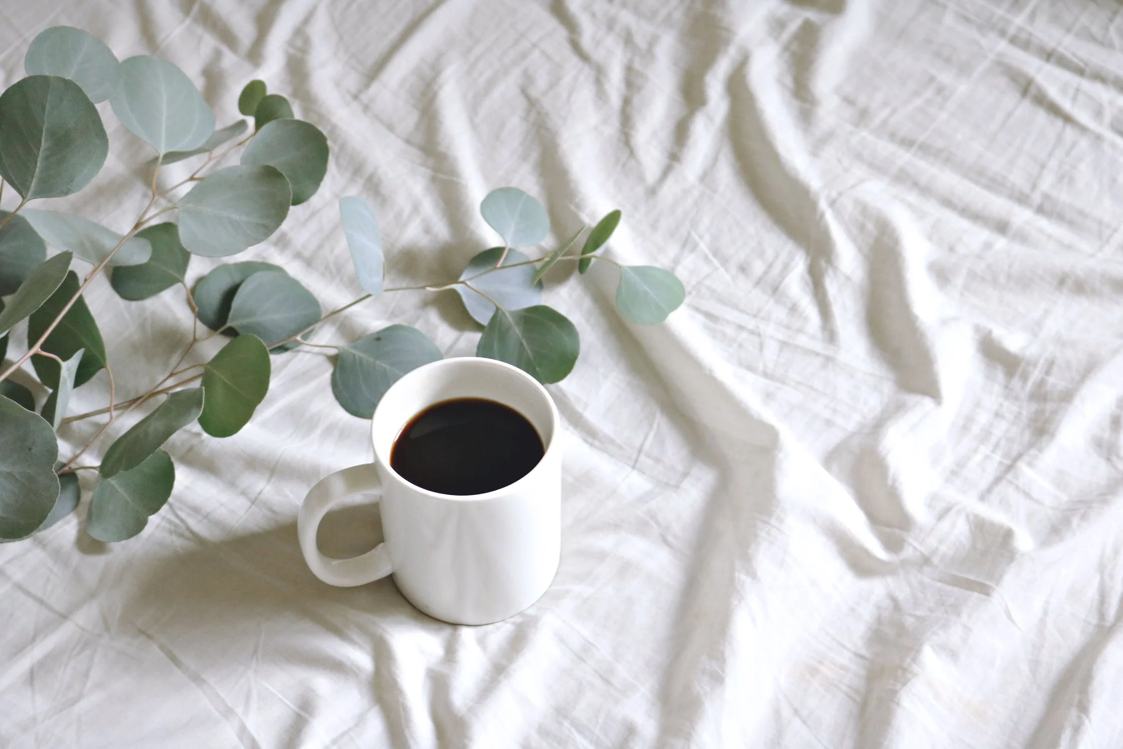 koffieenplant.jpeg