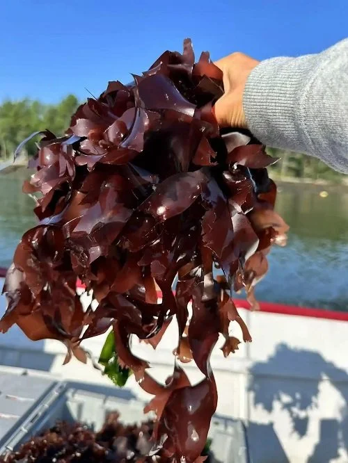 dulse