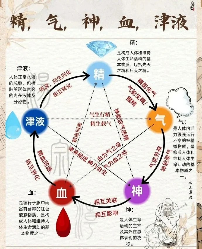 中医核心概念（阴阳、五行、气血、脏腑）