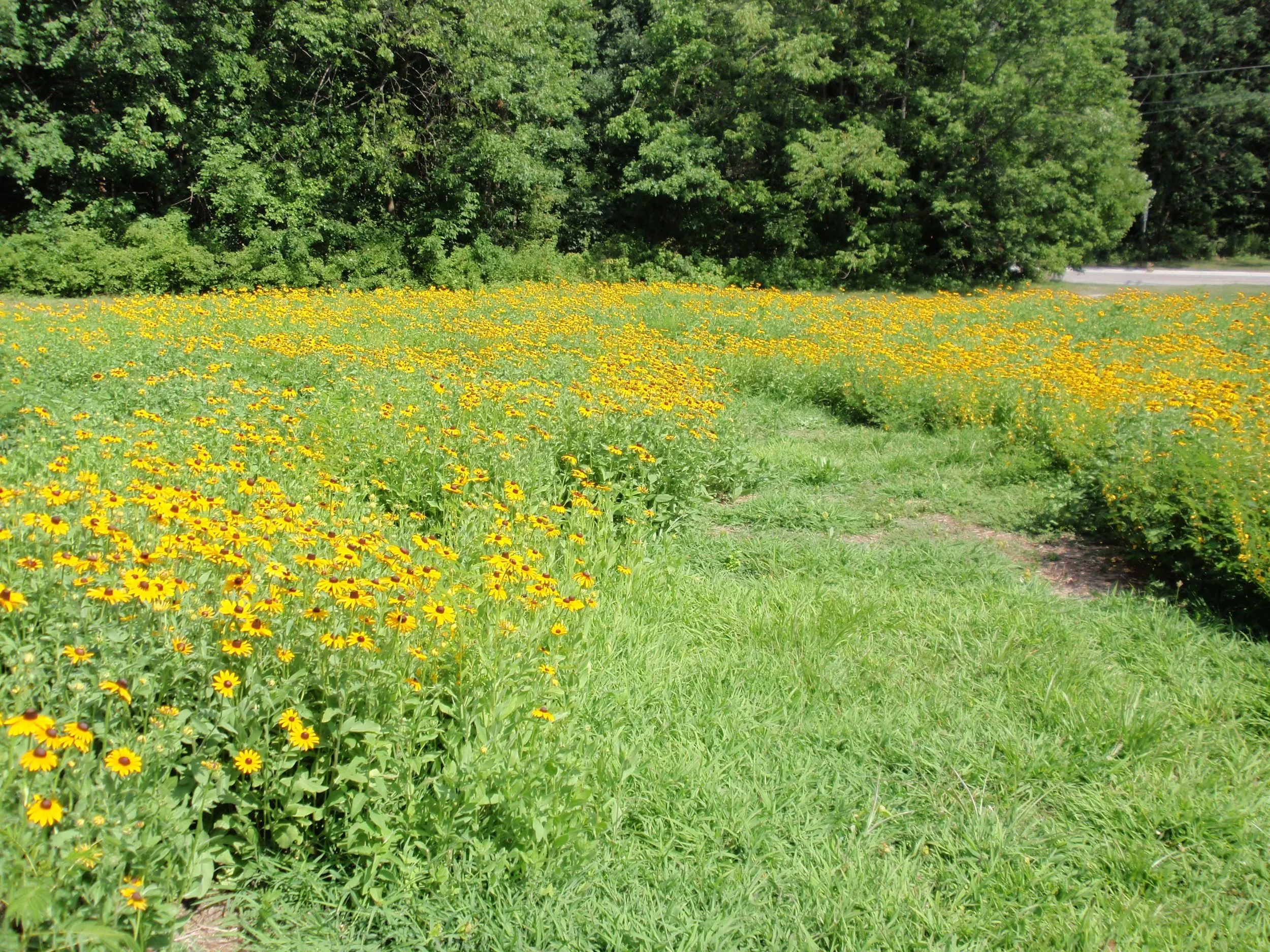 Boo Crofton Nature Center1.jpg