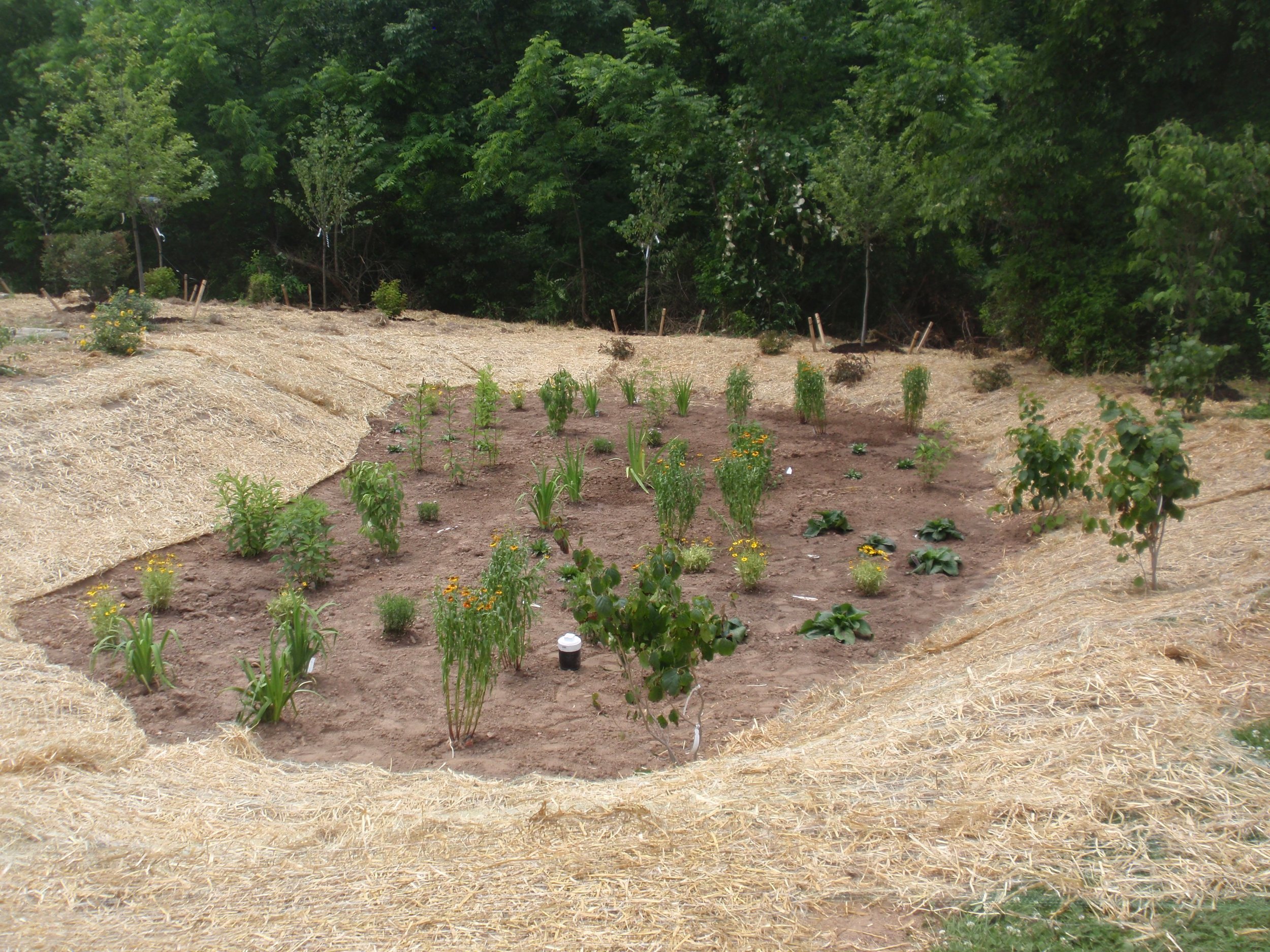 Rain Garden2.jpg