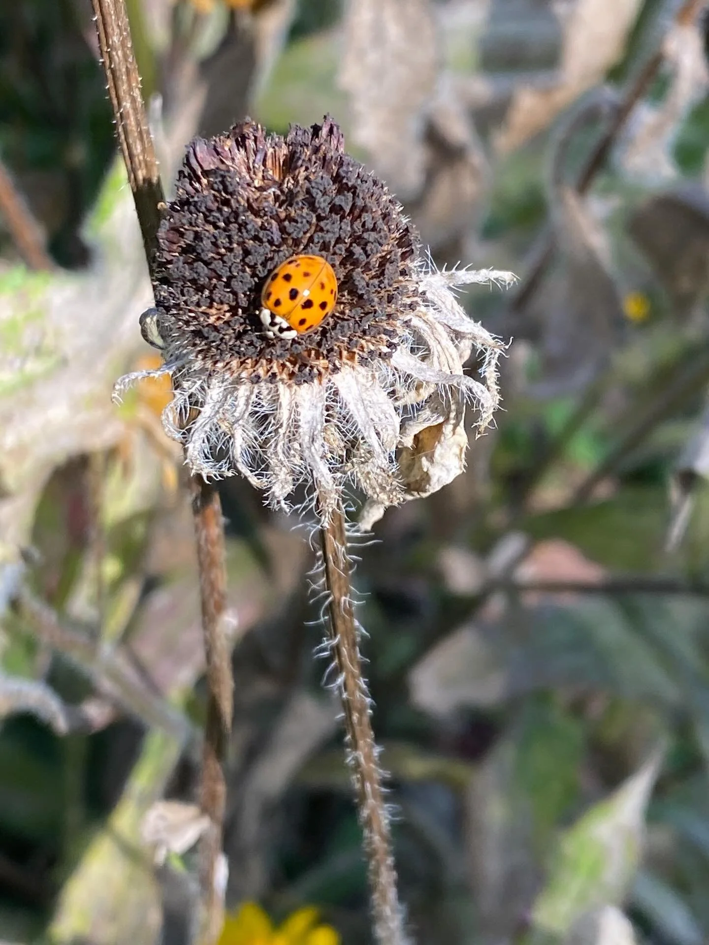 /SEPTEMBER MOMENTS/
Lady bugs
Asters
Riverside chat
Climbing red-leafed vine
Yellow leaves
Orange leaves 
Milkweed
