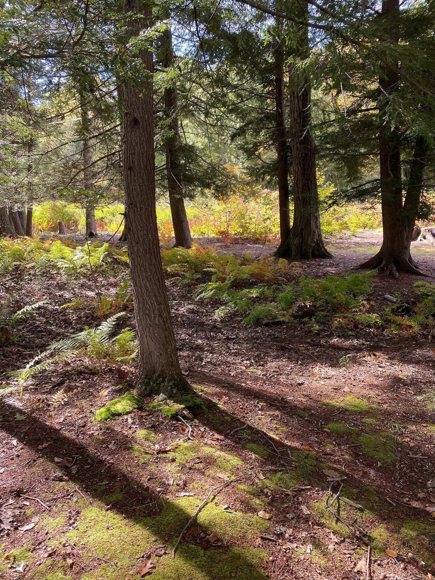 Nature is 100% why I create. It&rsquo;s an inner response to the experiences of sights, sounds and scents of the outdoors. Sounds deep but it&rsquo;s really quite simple - the pursuit of beauty. That&rsquo;s it. I love being with my favorite people, 