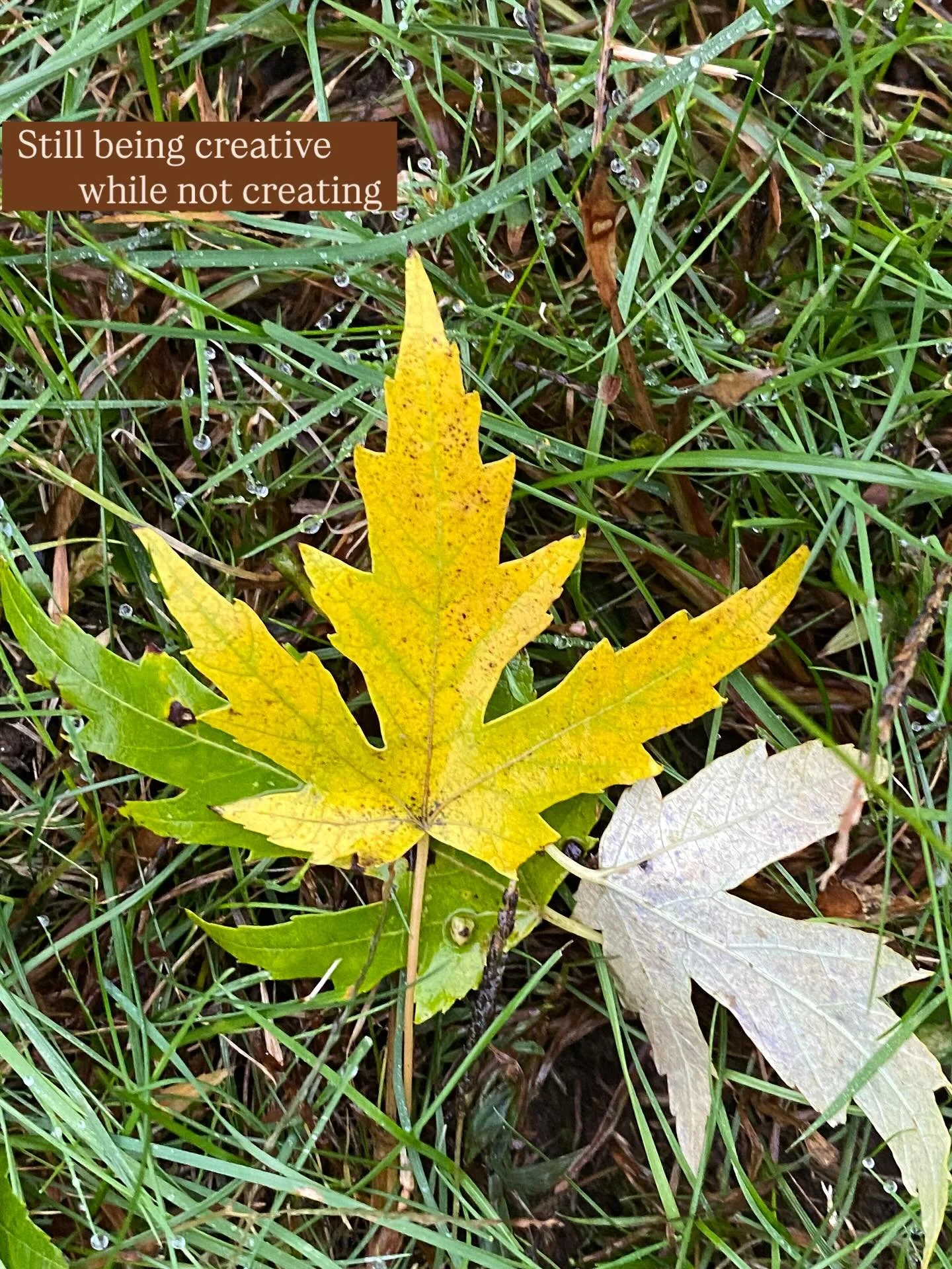 I love Octobers!!!! When I don&rsquo;t have time to create, I will go in nature (backyard) and invent whimsical captions for my photos. The serendipity of how the leaves fall and land is so interesting to me. I may be the only one and I&rsquo;m ok wi