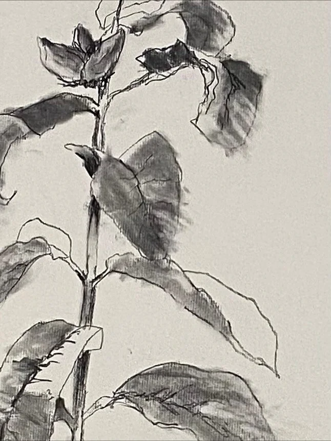 Milkweed is a wonderful gigantic beauty. They are a host plant to monarch butterflies. Their sap is toxic to predators of monarchs, keeping them safe during the growing cycle. Their enormous oblong leaves grow in pairs opposite each other perfect for