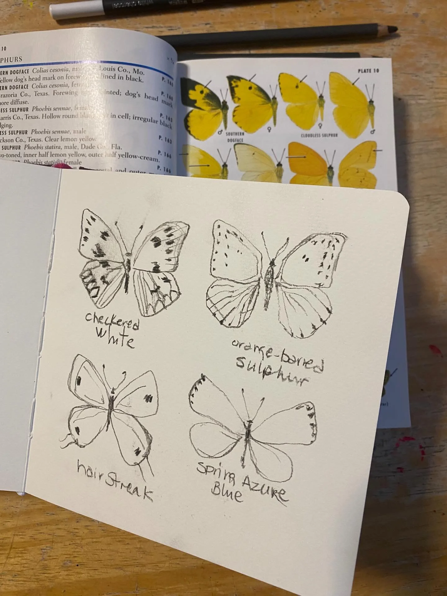 There are 524 butterfly species identified in the eastern US categorized in 13 groups. I&rsquo;ve focused on 11 of these groups to research their different shapes, sizes, habitats. The 11 groups are swallowtails, brushfoot, white, sulphur, hairstreak