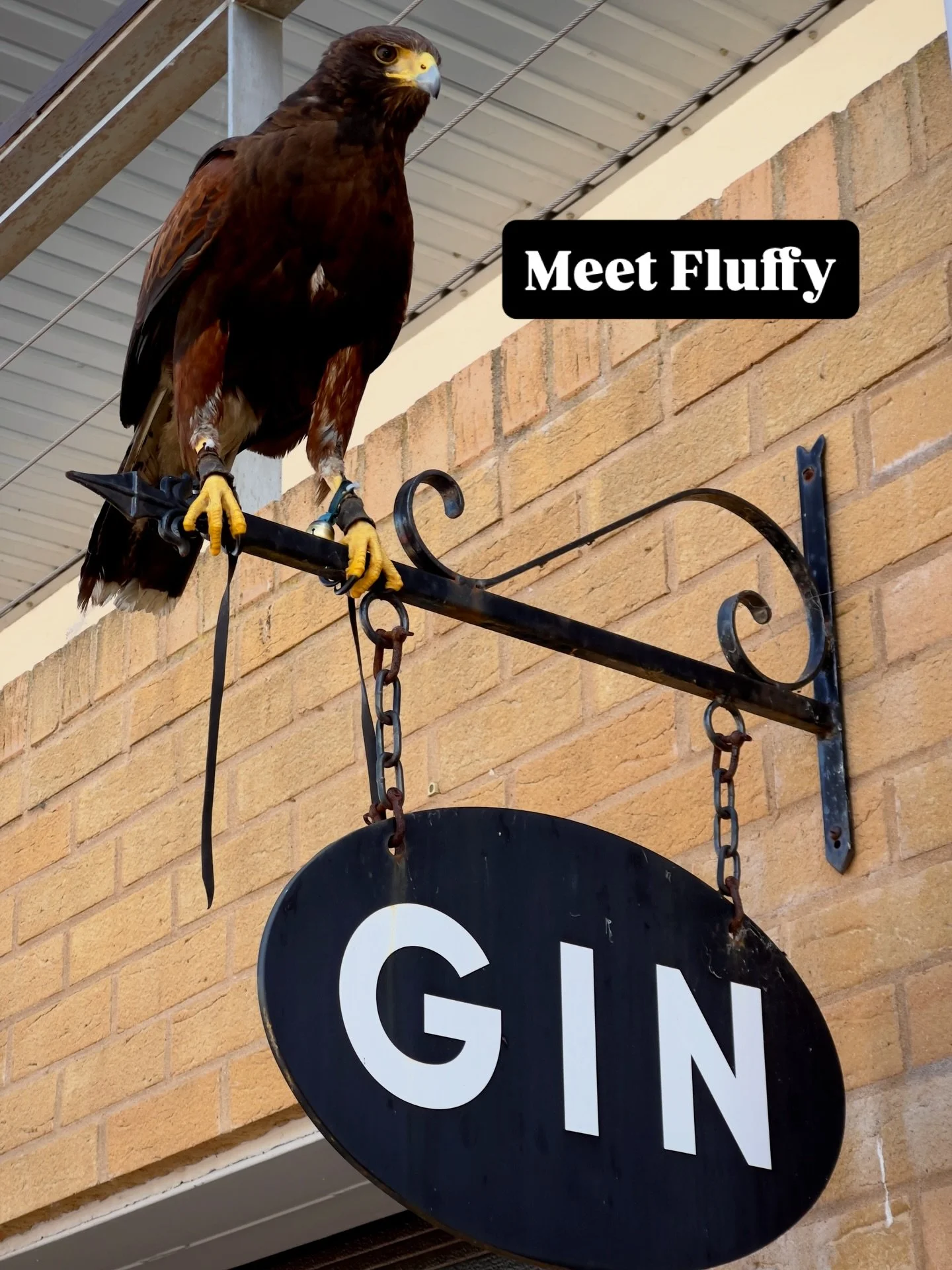 Had Fluffy swing by the distillery on her annual Seagull Determent tour. She was doing a great job before flying over the fence and into the DPD warehouse looking for pigeons and had to be bribed out with some chicken. 
Top job Fluffy, top job🤣
.
.
