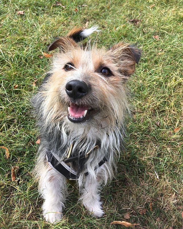 Pawtraits from yesterday 🐾

#jackrussell #frenchbulldog #cavalierkingcharlesspaniel #parsonsterrier #britishbluecat #dog #cat #dogsofinstagram #catsofinstagram #dogwalker #catsitter #se5 #se17 #camberwell #walworth #lovedogs #lovecats #burgesspark