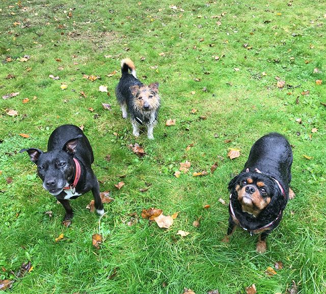 Was raining cats and dogs today! #dogsofinstagram #dog #dogs #cat #cats #catsofinstagram #dogwalker #se5 #camberwell #walworth #burgesspark #lucasgardens