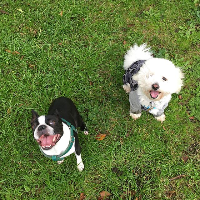 WEEKEND! 
#camberwell #peckham #dogs #dogsofinstagram #dogwalker #burgesspark #bostonterrier #cotondutulear #londondogs #walkies #lovedogs
