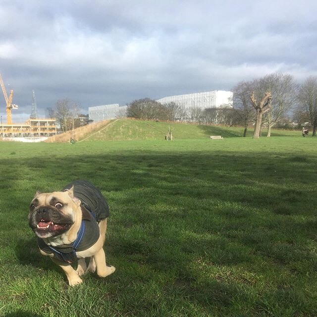 Few recent pics :) #lovedog #lovecats #cats #dogs #catsofinstagram #dogsofinstagram #camberwell #burgesspark #se5 #frenchbulldog #terrier #staffie #pomeranian