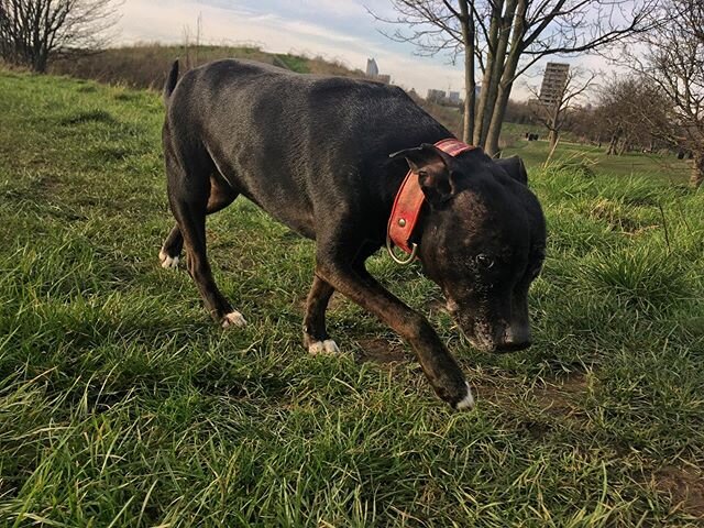 I think Rumple looks like a panther in this photo 🐾 
#dog #dogsofinstagram #staffordshirebullterrier #staff #lovedogs #dogwalker #camberwell #londondog #burgesspark #staffielove  #se5