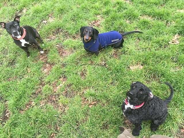 Rumple Orinoco and Liam 🐾🐾🐾 #burgess #dogs #dachshund #poodle #staffie #lovedogs #se5 #camberwell #walworth #dogs #dogwalker