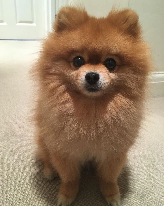 That face though  #pomeranian #pom #pomeraniansofinstagram #barkbark #dogwalking #fluffy #camberwell #se5 #dog #lovedogs #londondog