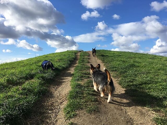 Yesterday reminded me how much I&rsquo;m looking forward to spring and summer :) #dogwalker #dogs #dogsofinstagram #parklife #london #burgess #se5 #lovedogs